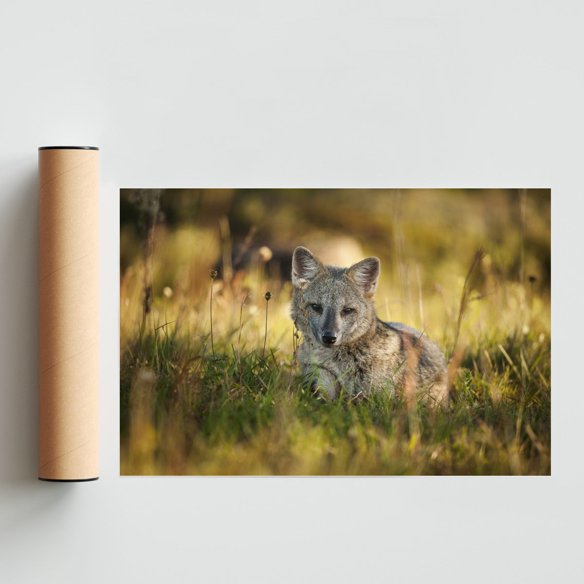 Zorro - FotoH solo print