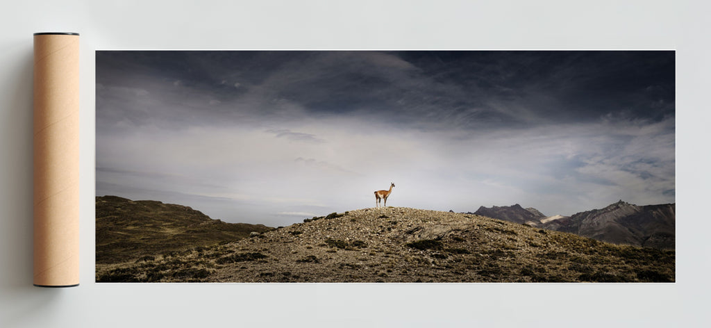 Guanaco - Pano H Solo print