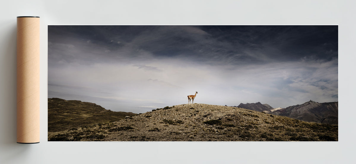 Guanaco - Pano H Solo print