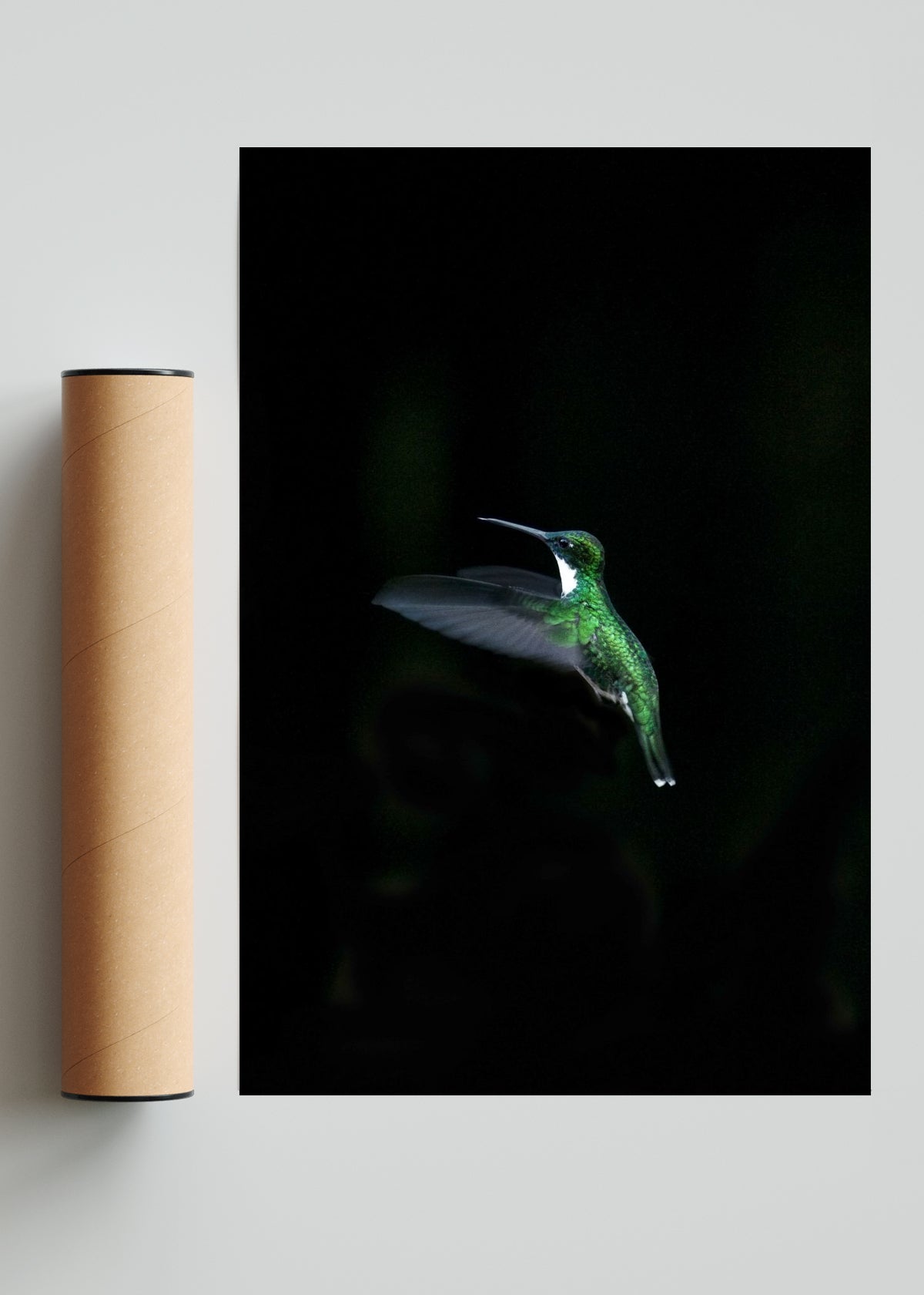 Colibri - FotoV Solo print