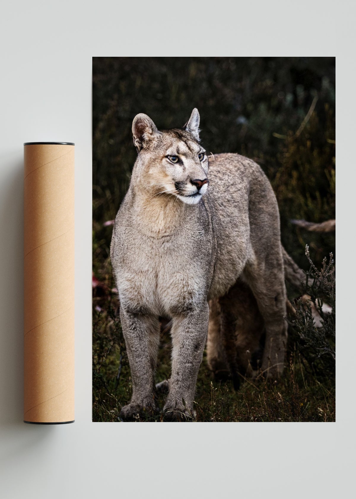 Puma - FotoV Solo print