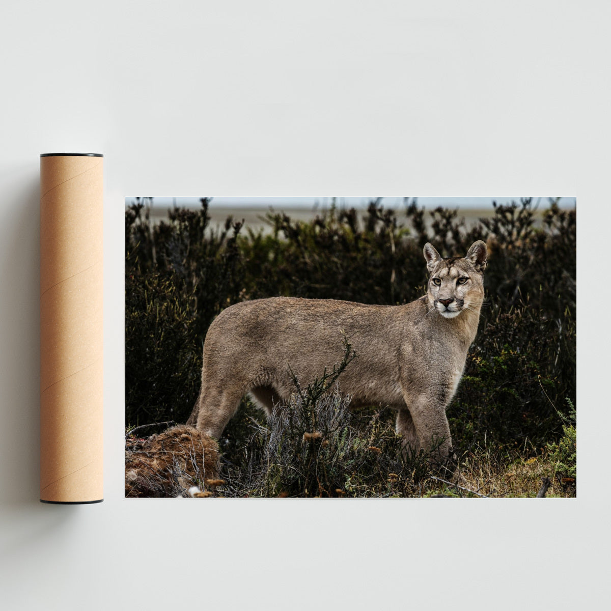 Puma - FotoH solo print