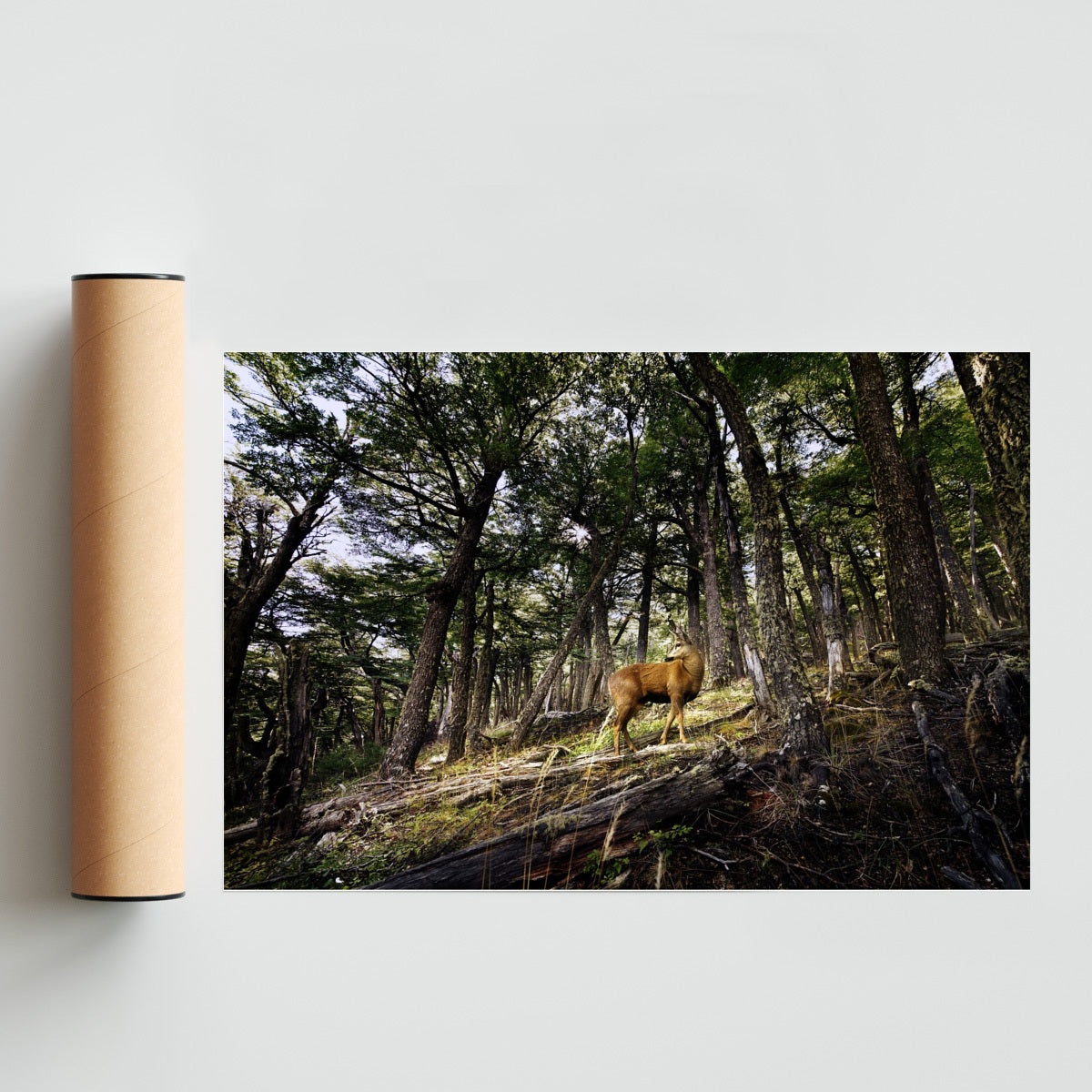 Huemul - Fantasma del Bosque - FotoH solo print