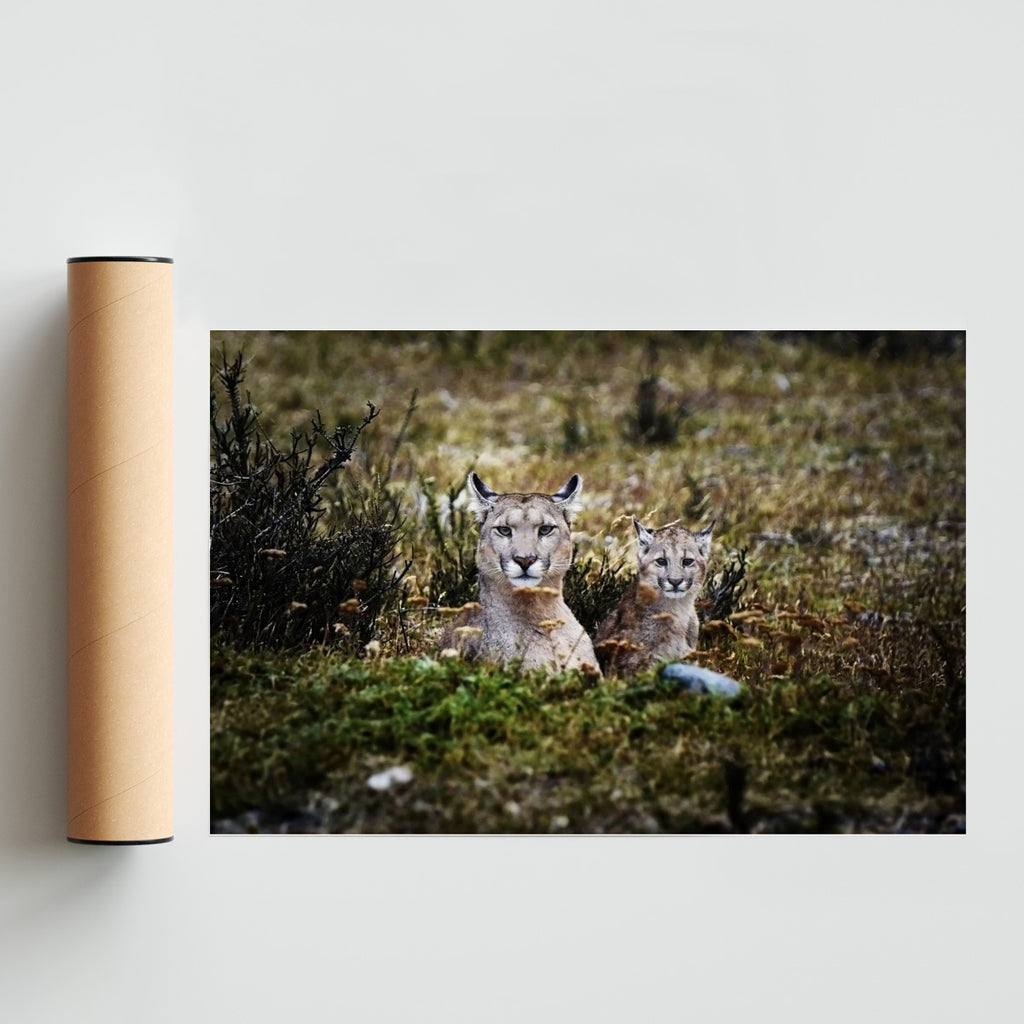 Pumas - FotoH solo print