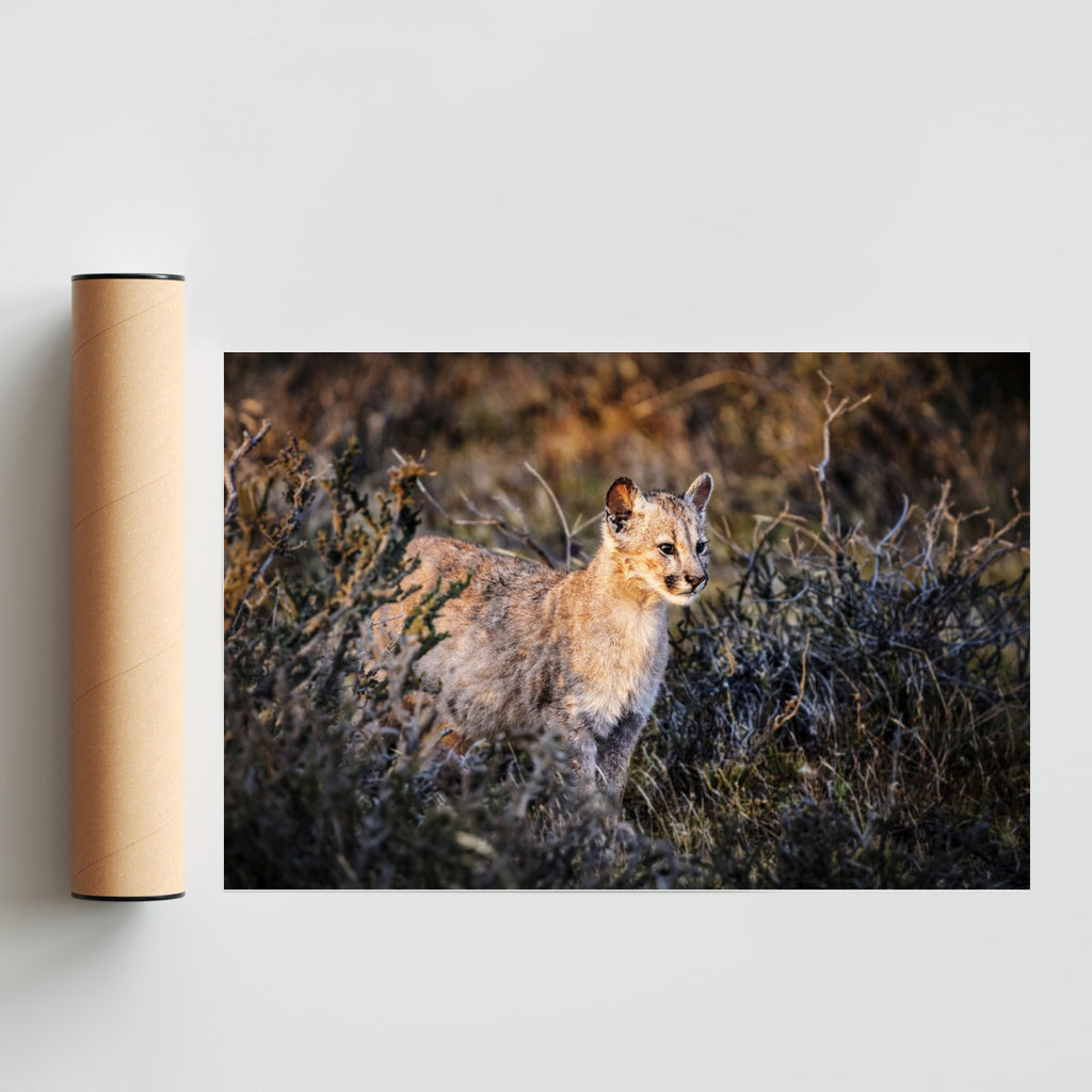 Cria de Puma - FotoH solo print