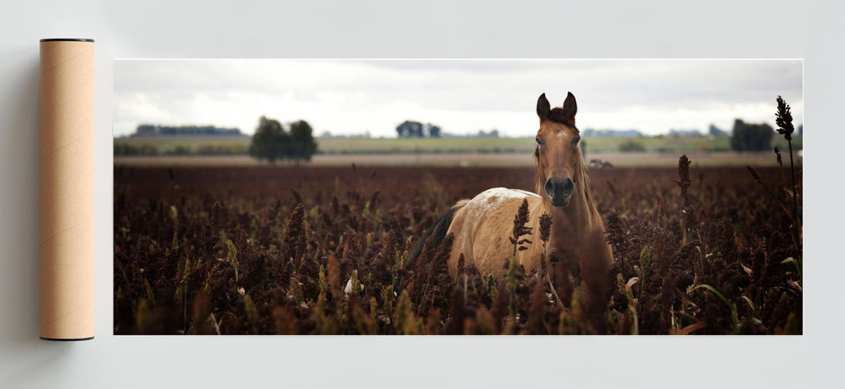 Caballo - Pano H Solo print