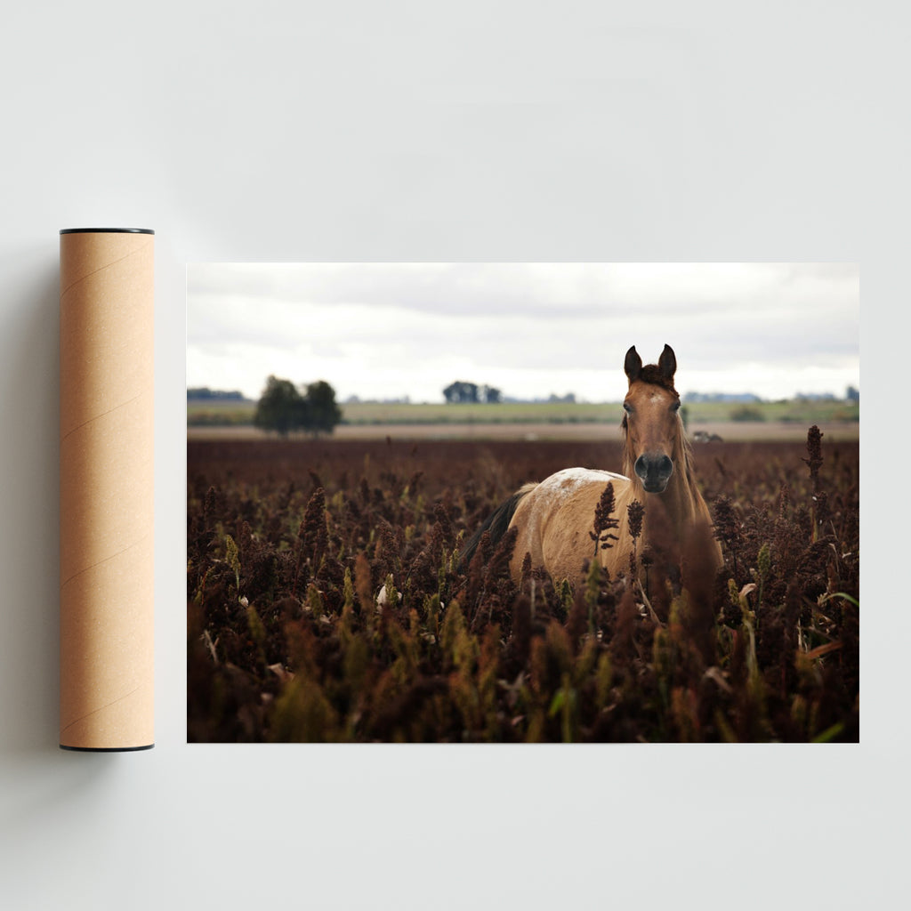 Caballo - Paisaje Solo print