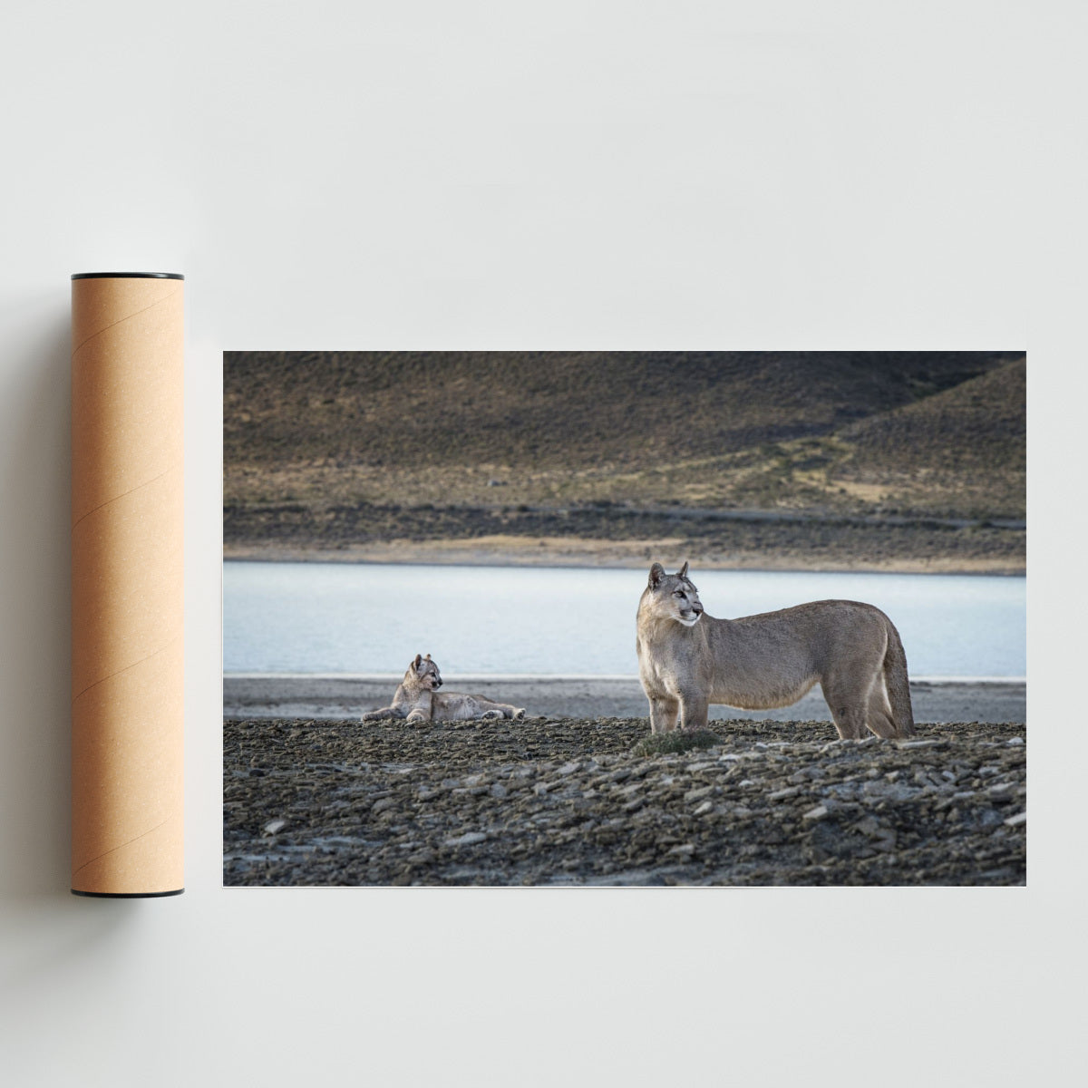 Pumas - FotoH solo print