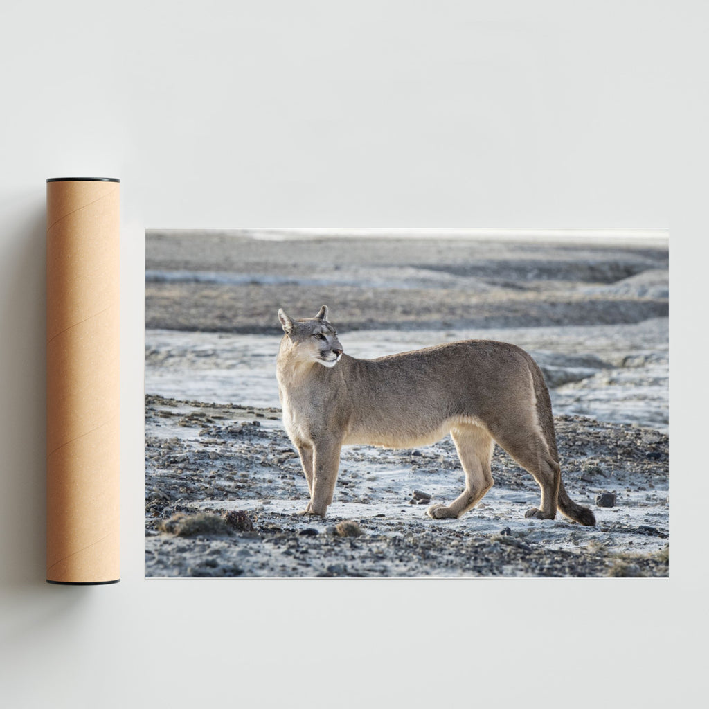 Puma Salvaje - FotoH solo print
