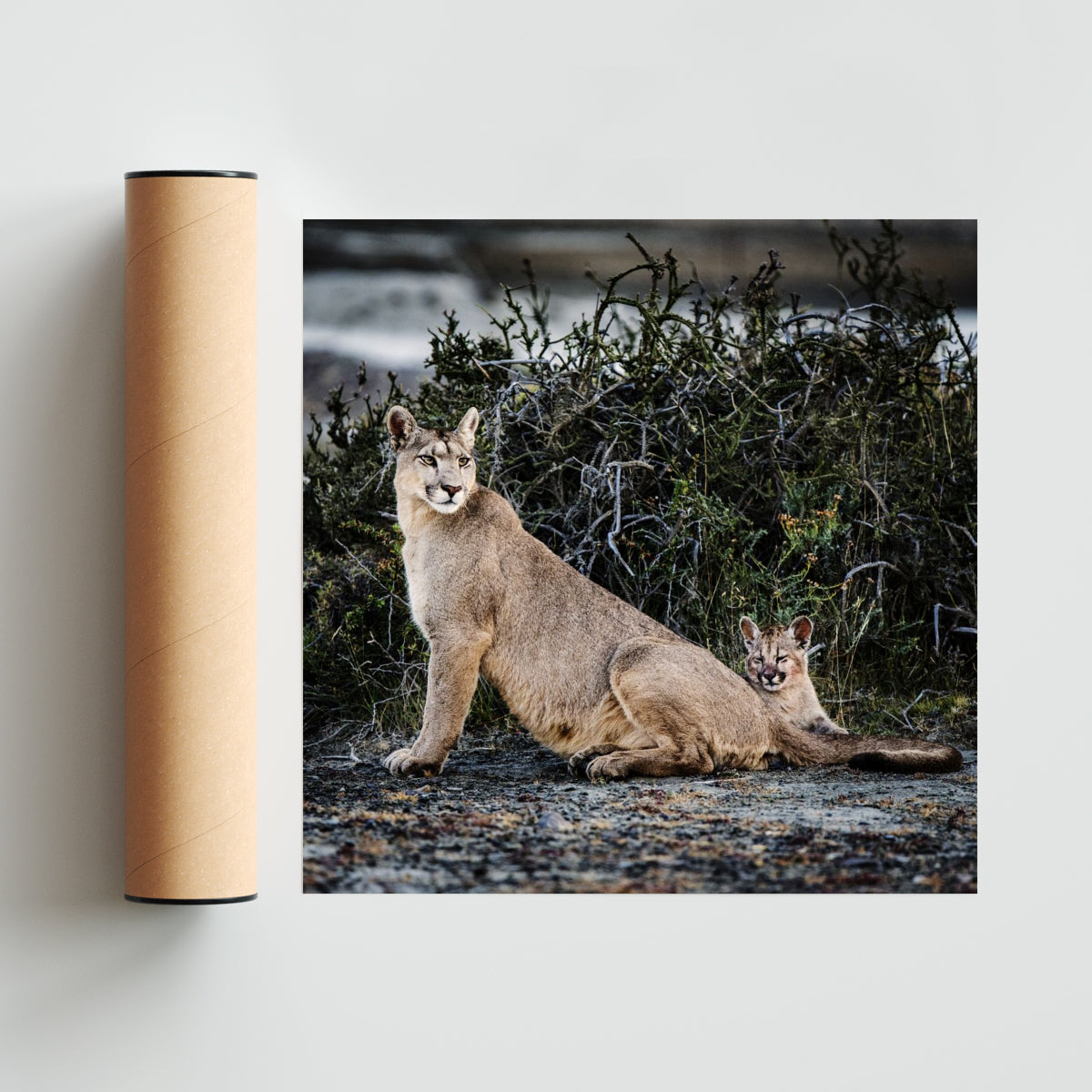 Puma - Cuadrado solo print