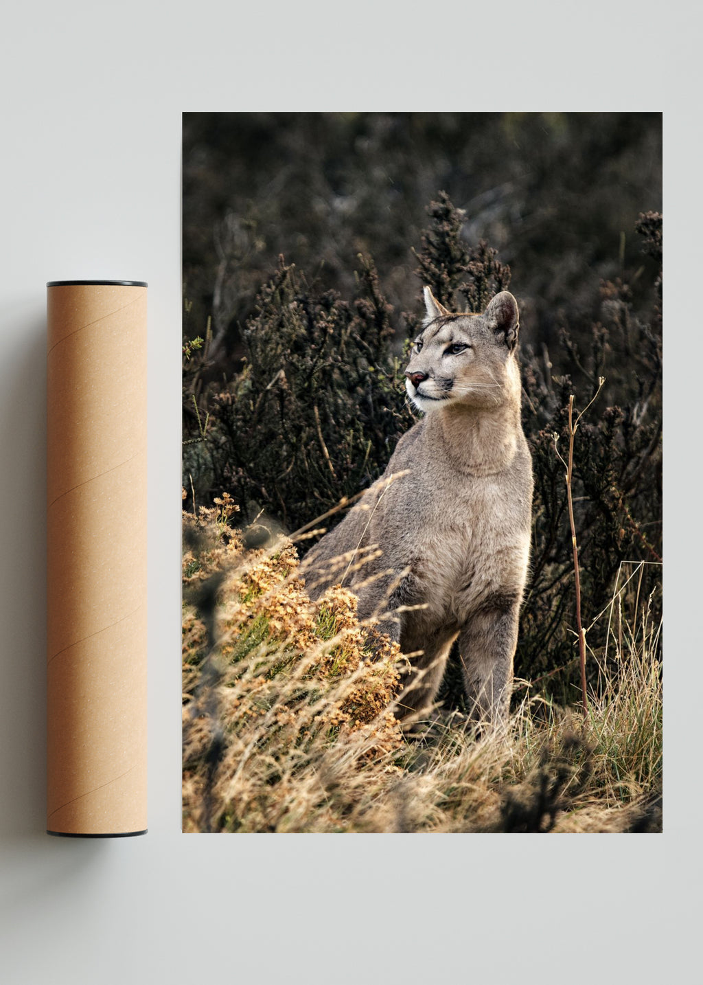 Puma - FotoV Solo print