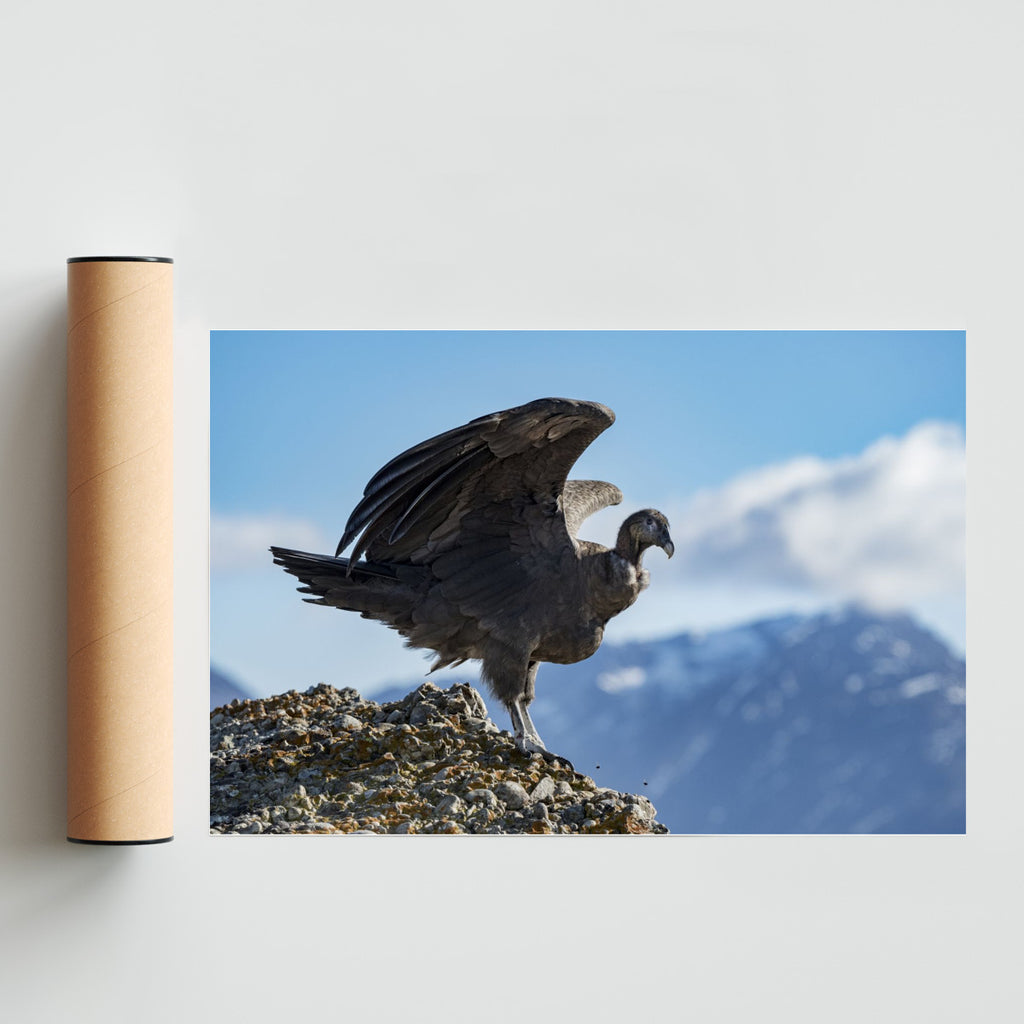Condor - FotoH solo print