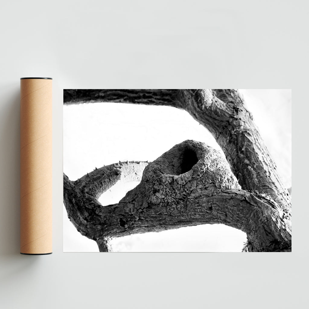Huellas de un Hornero. - Paisaje Solo print