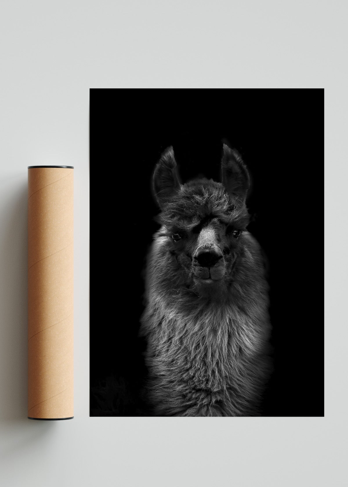 Mirada de una llama. - Retrato solo print