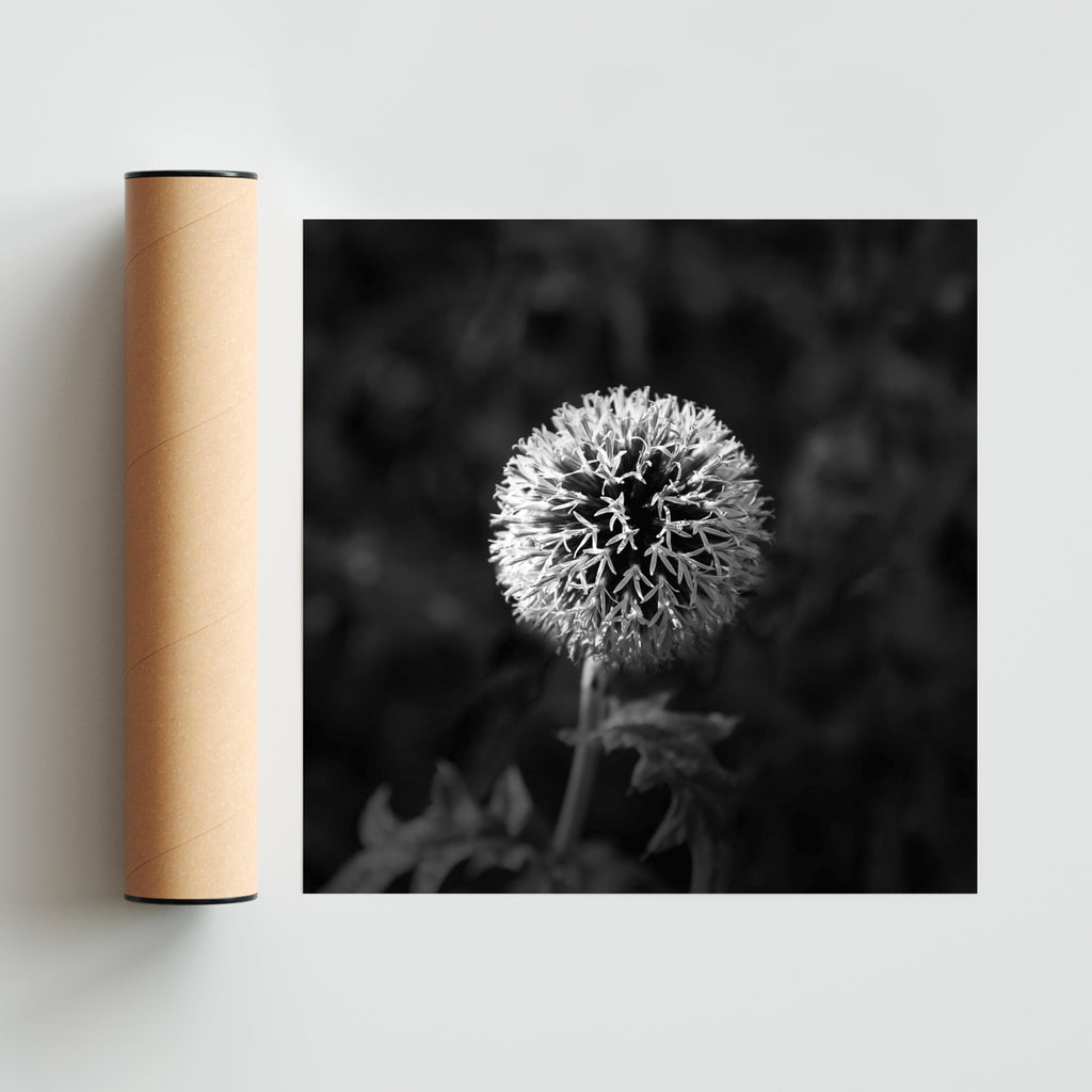 Lazos de una flor. - Cuadrado solo print