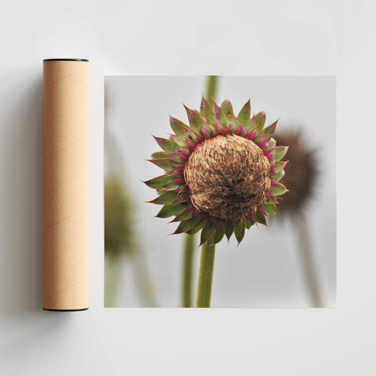 Serie Flores - Flor Silvestre 4 - Cuadrado solo print