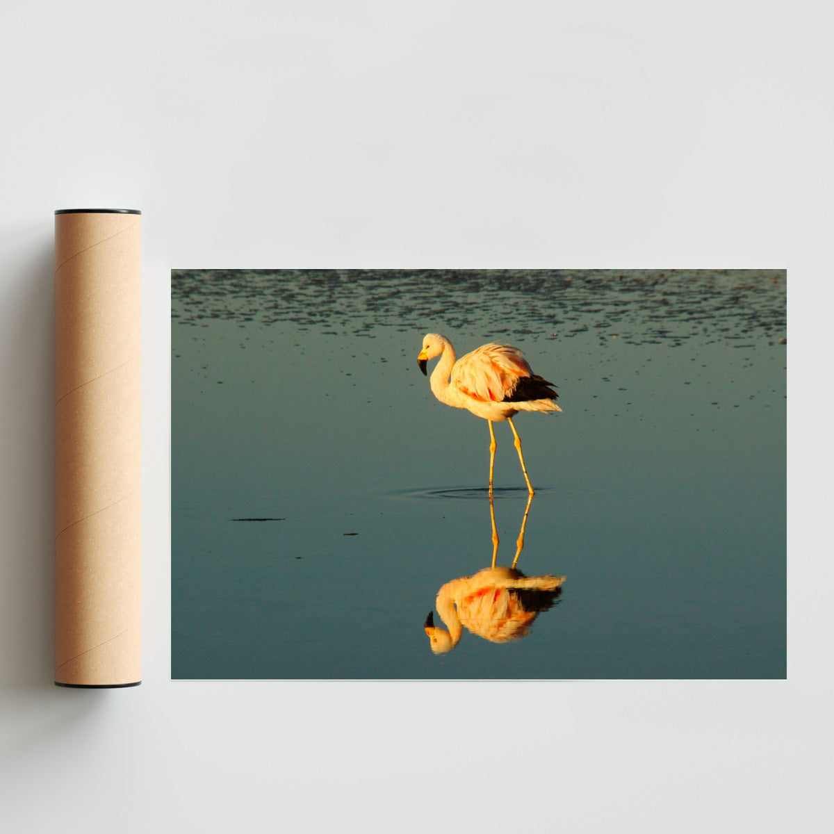Flamenco - FotoH solo print