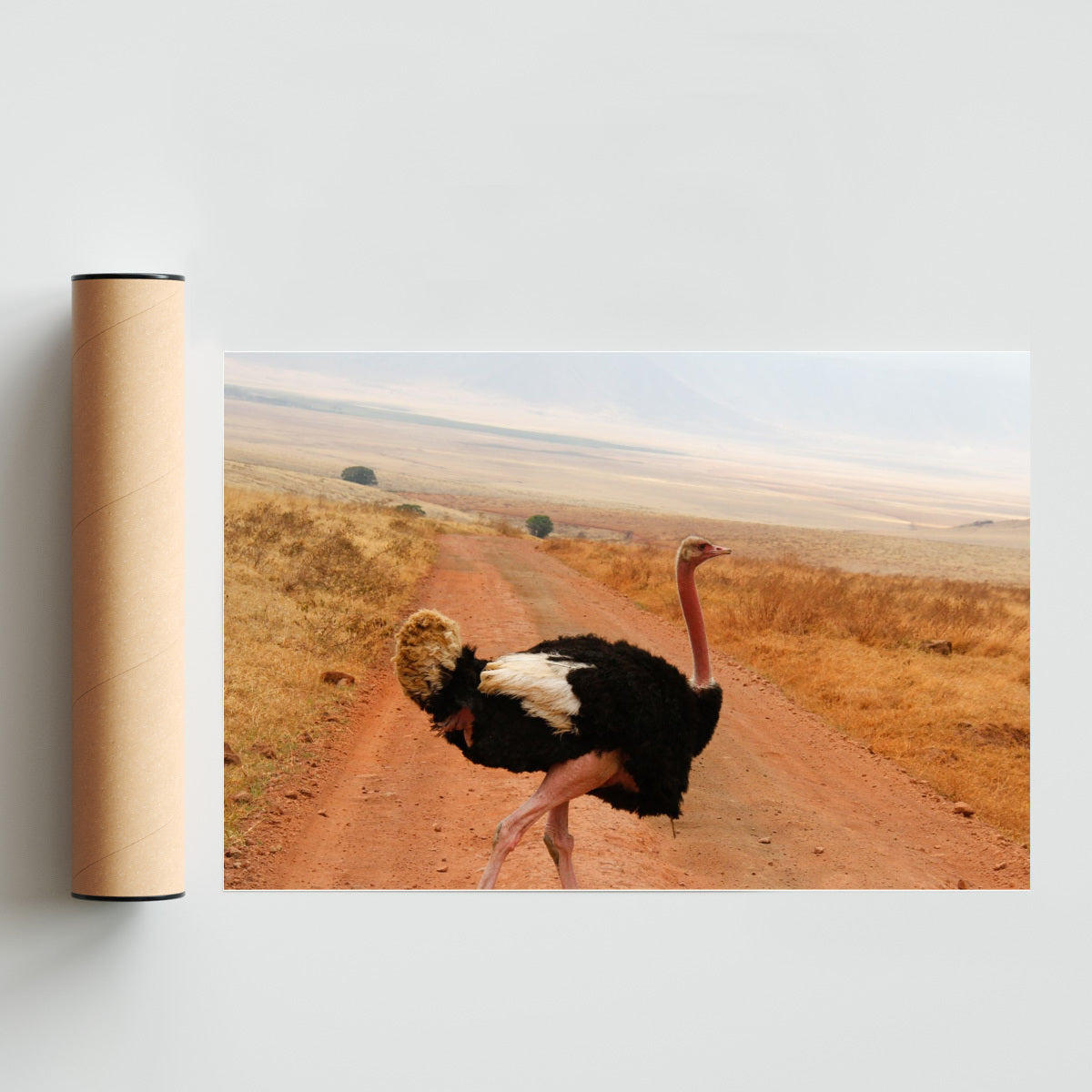Avestruz - FotoH solo print