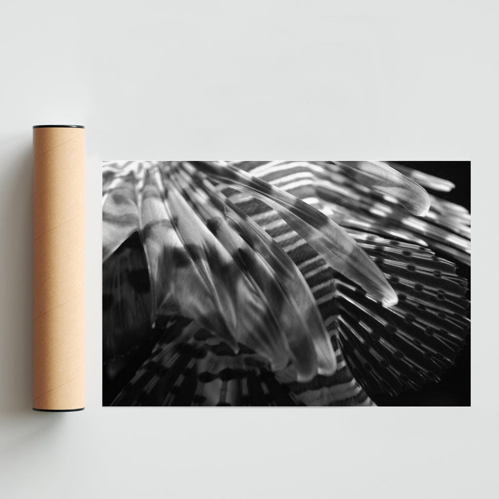 El pez - FotoH solo print