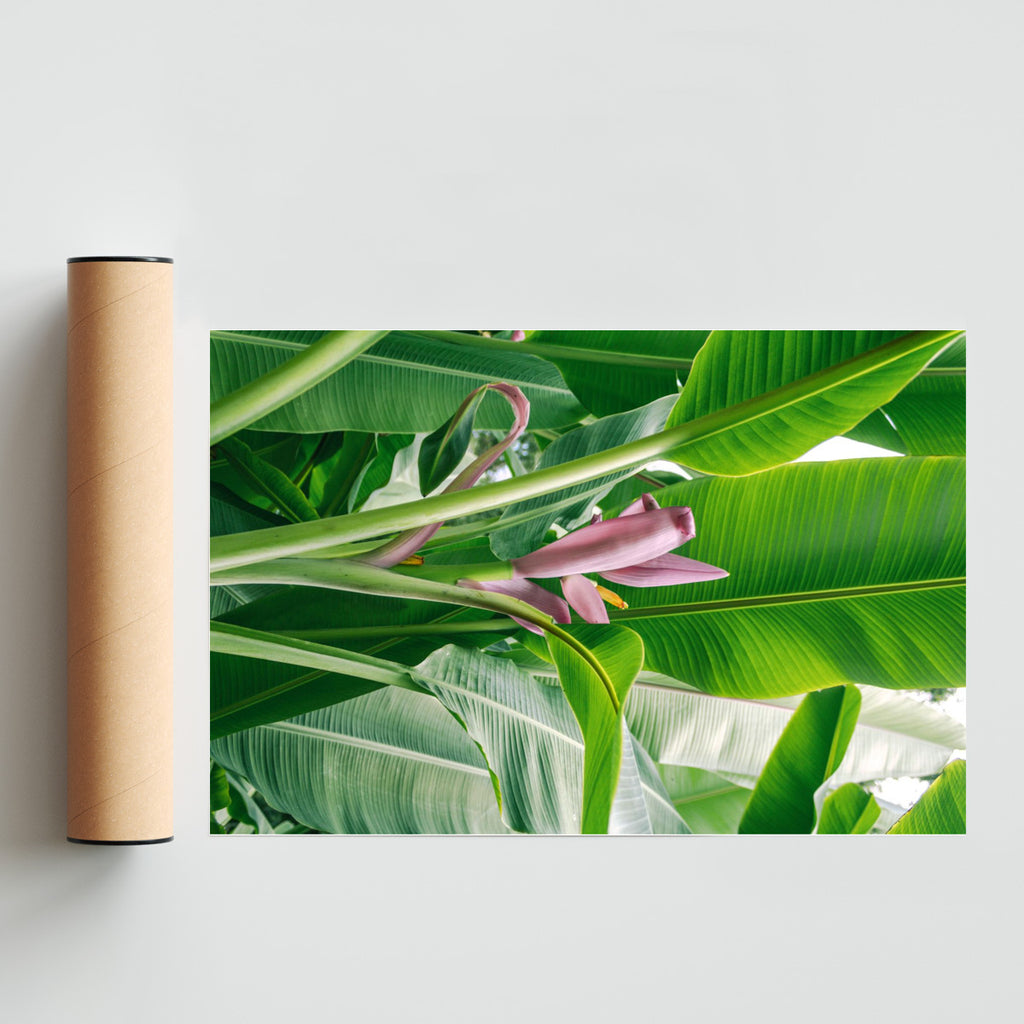 Flor rosada del platano - FotoH solo print