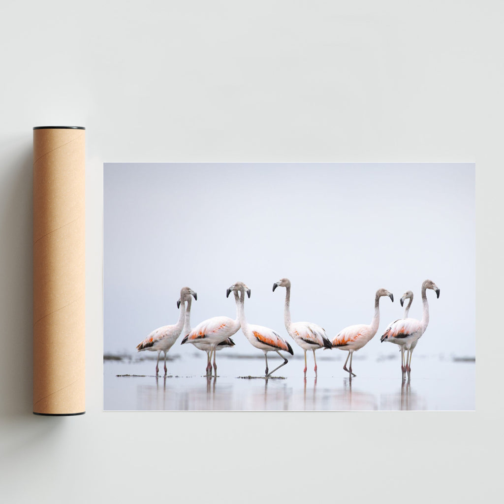 Flamencos - FotoH solo print