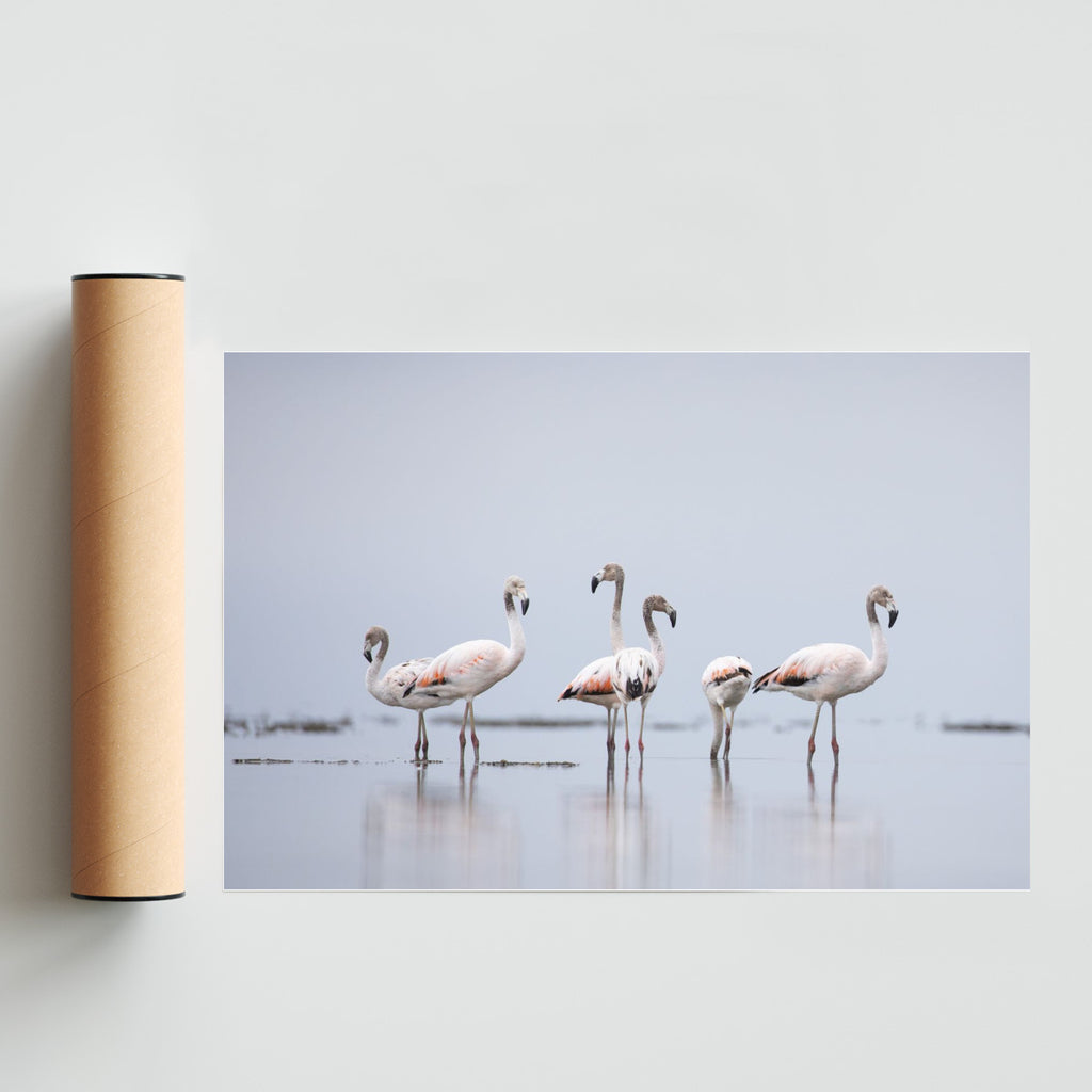 Flamencos 2 - FotoH solo print