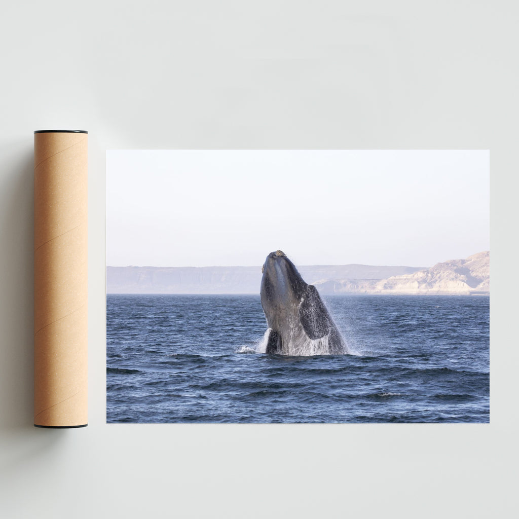 Ballena Franca Austral - Paisaje Solo print