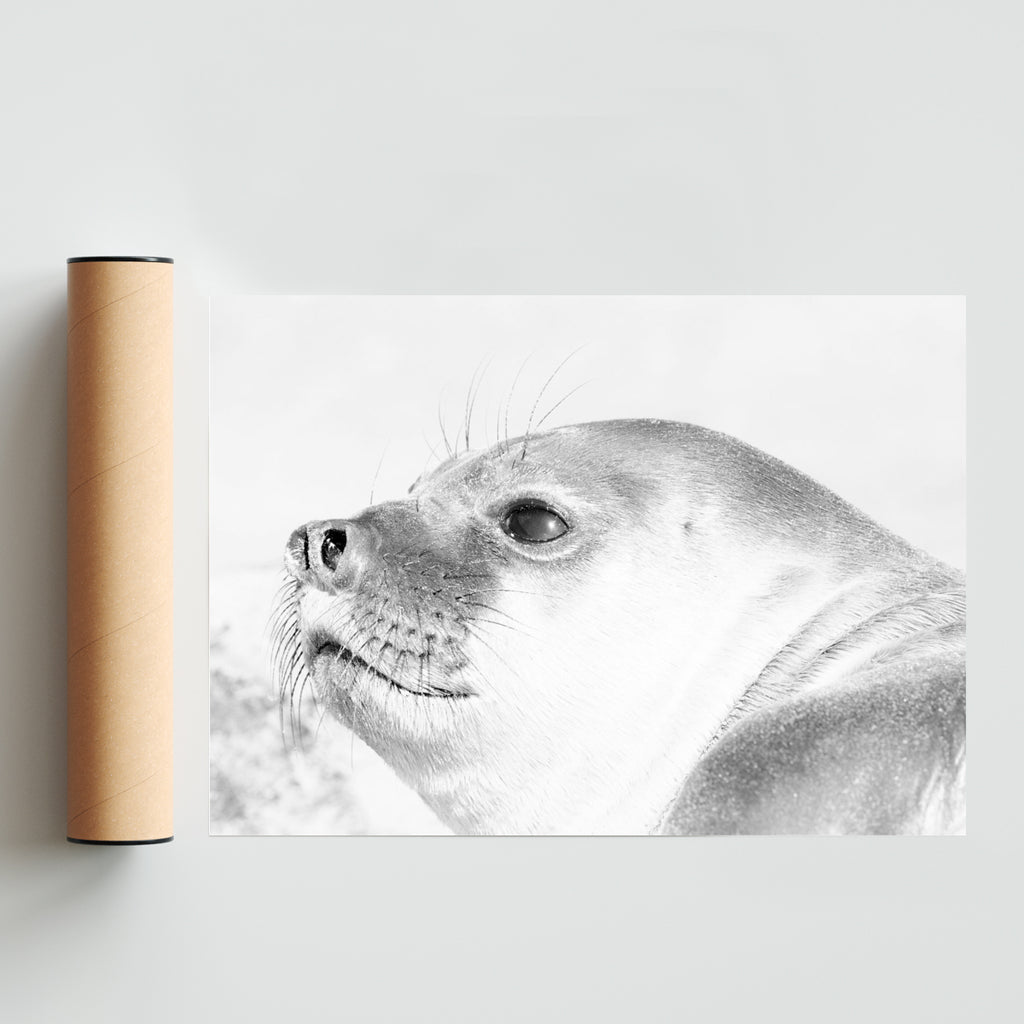 Elefante Marino - Paisaje Solo print