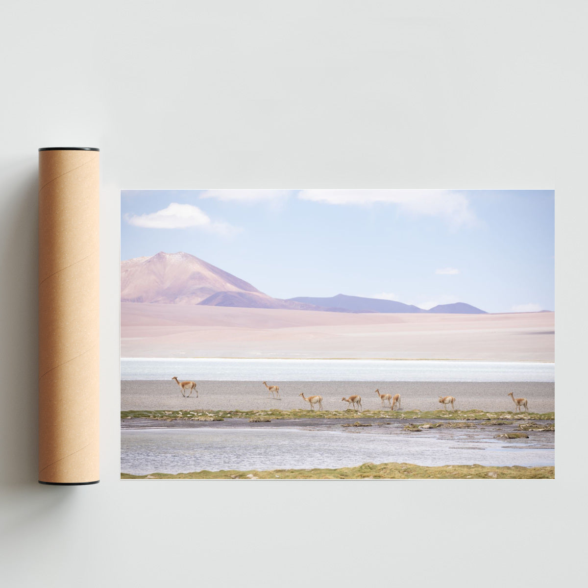 Vicuñas en las alturas - FotoH solo print