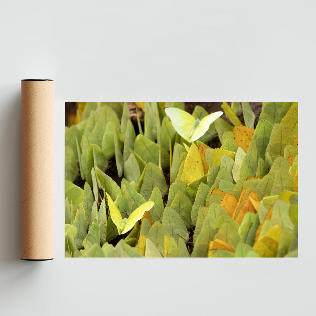 Mariposas - FotoH solo print