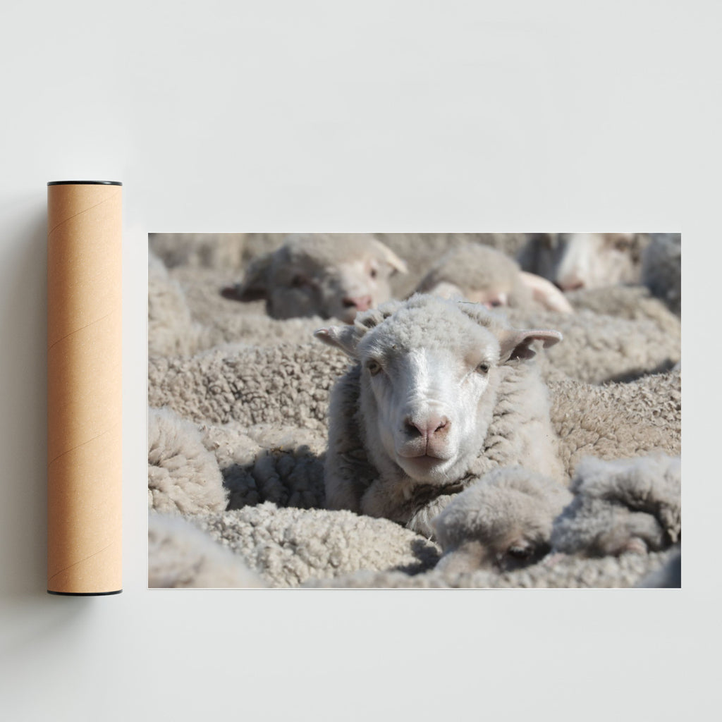 Sobresale en el rebaño - FotoH solo print
