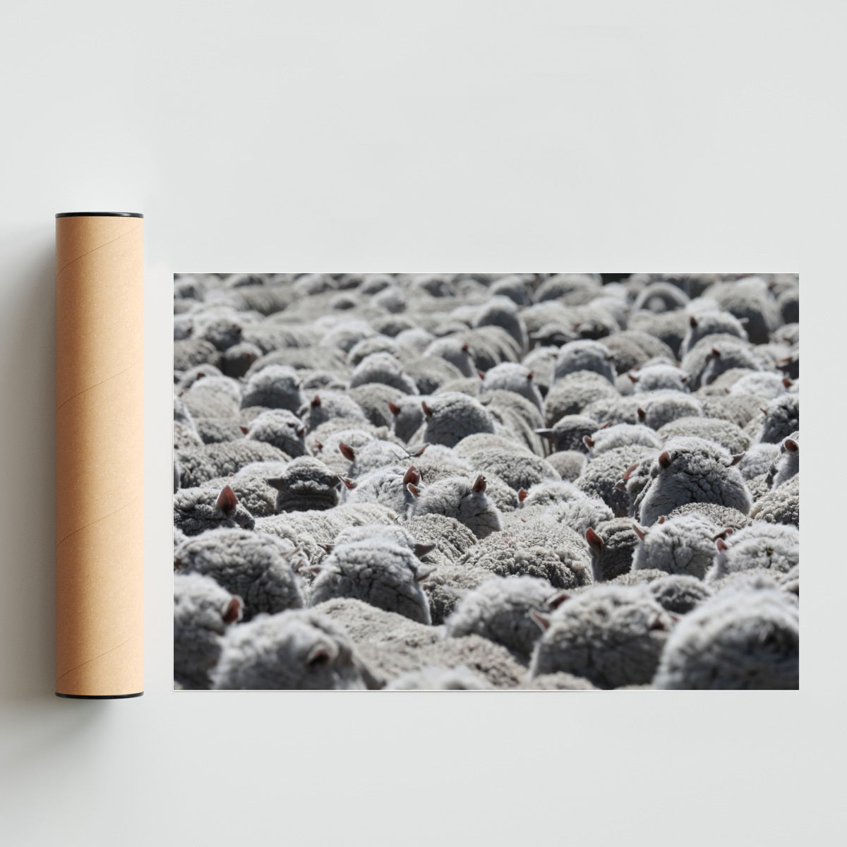 Rebaño de ovejas - FotoH solo print