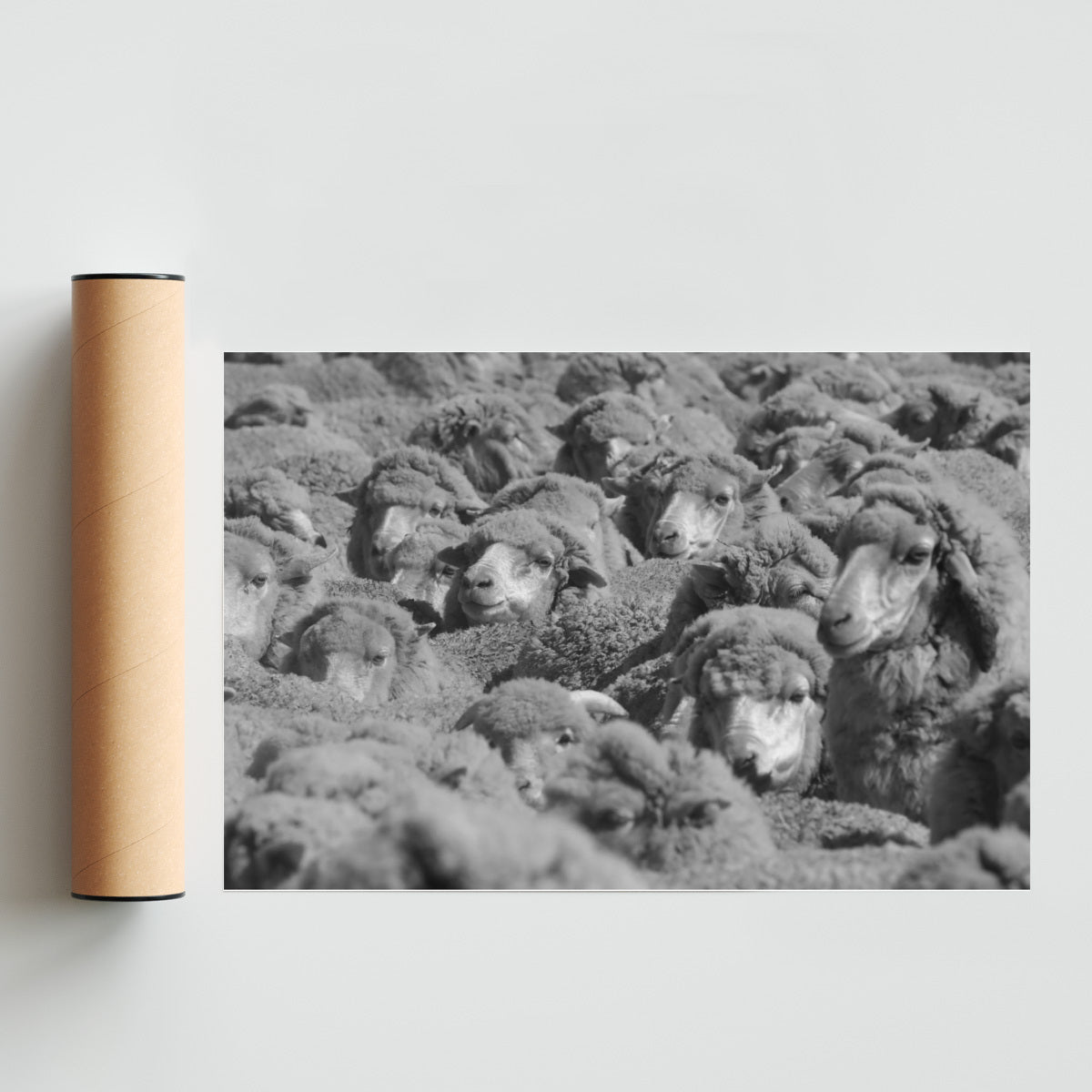 Rebaño de lana - FotoH solo print