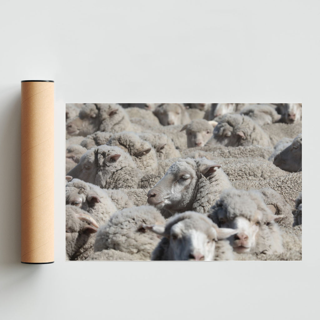 Ovejas - FotoH solo print
