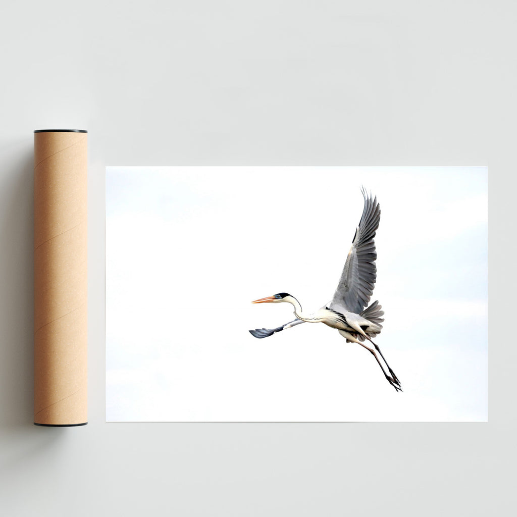 Garza Mora en vuelo - FotoH solo print