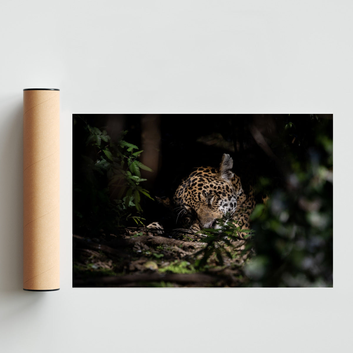 La siesta del Jaguar - FotoH solo print