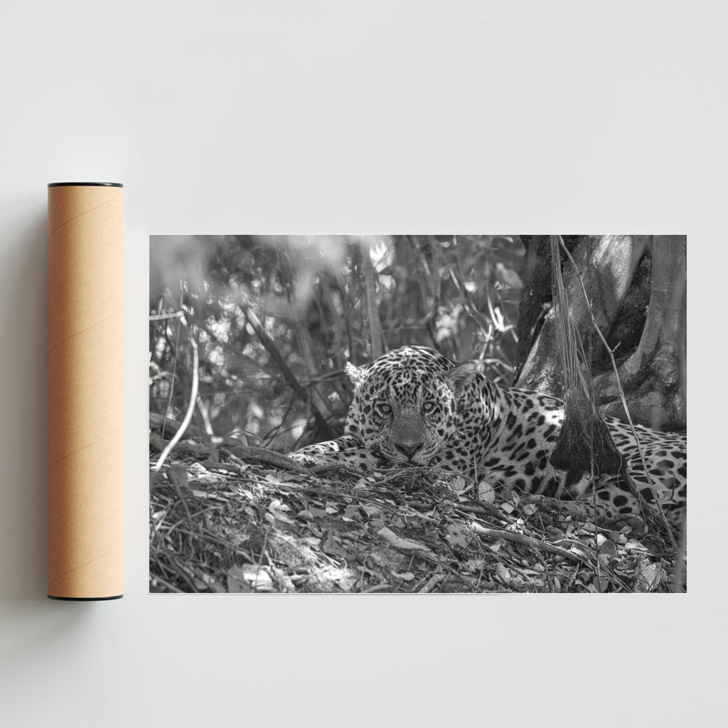 El yaguarete Inka - FotoH solo print