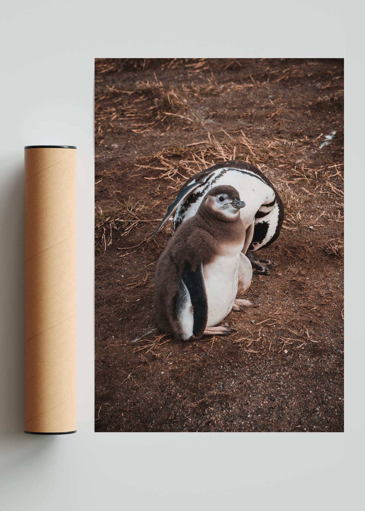 Pinguino en Isla Margarita - FotoV Solo print