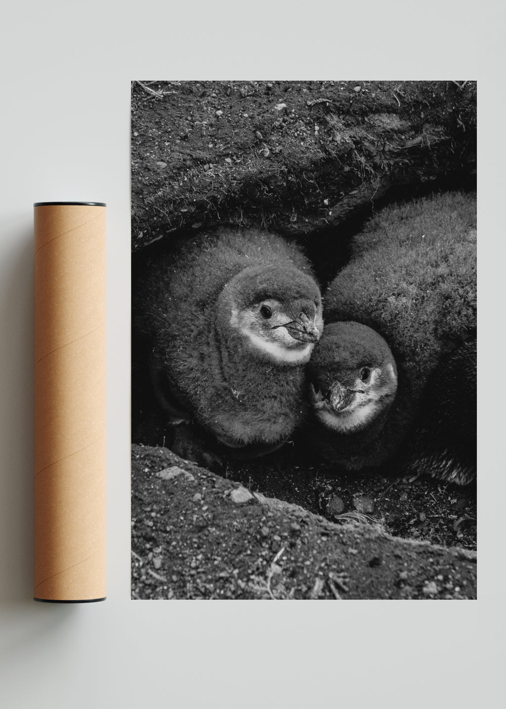 Retrato de Pinguinos Bebes - FotoV Solo print