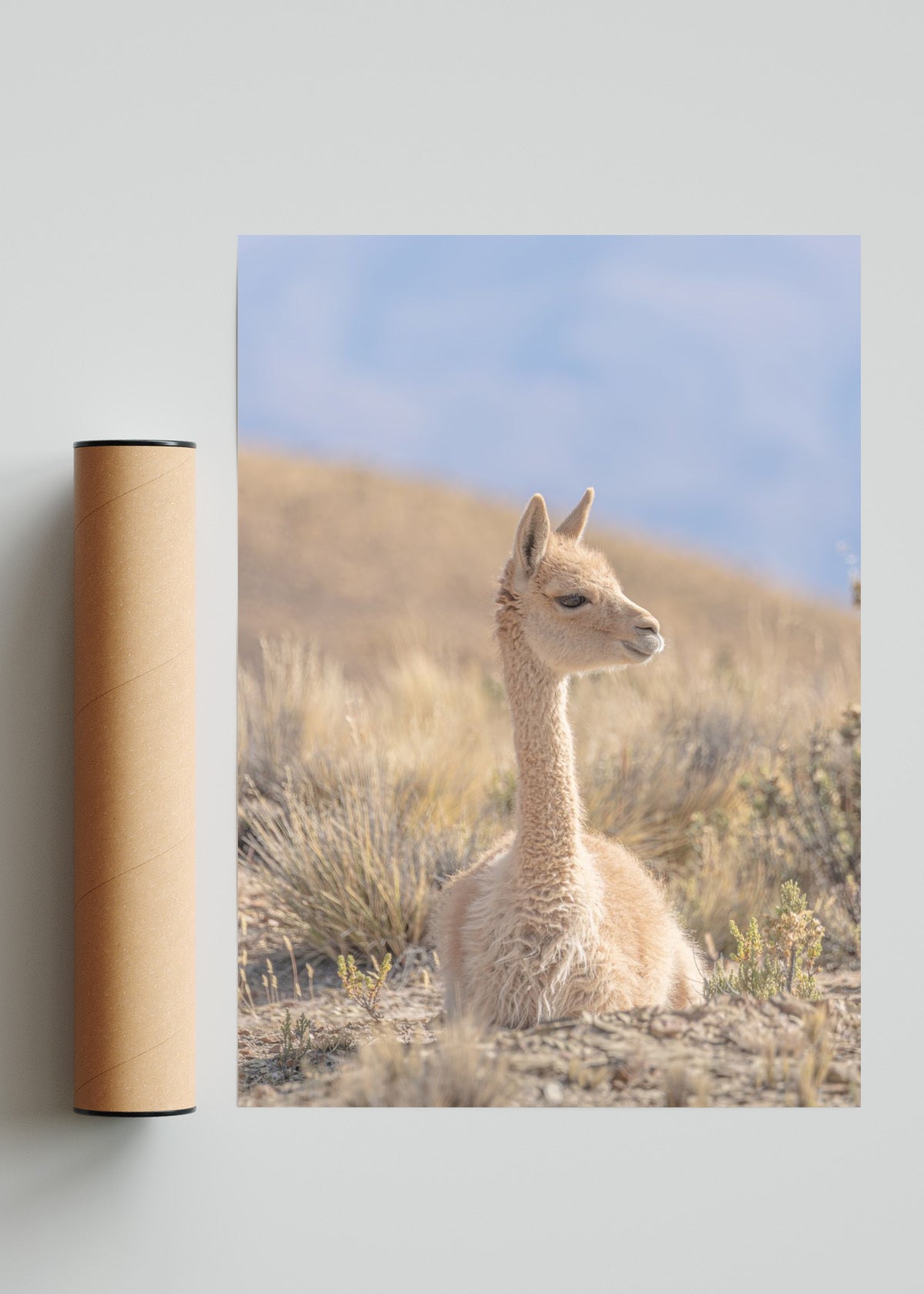 The vicuña 06 - Retrato solo print