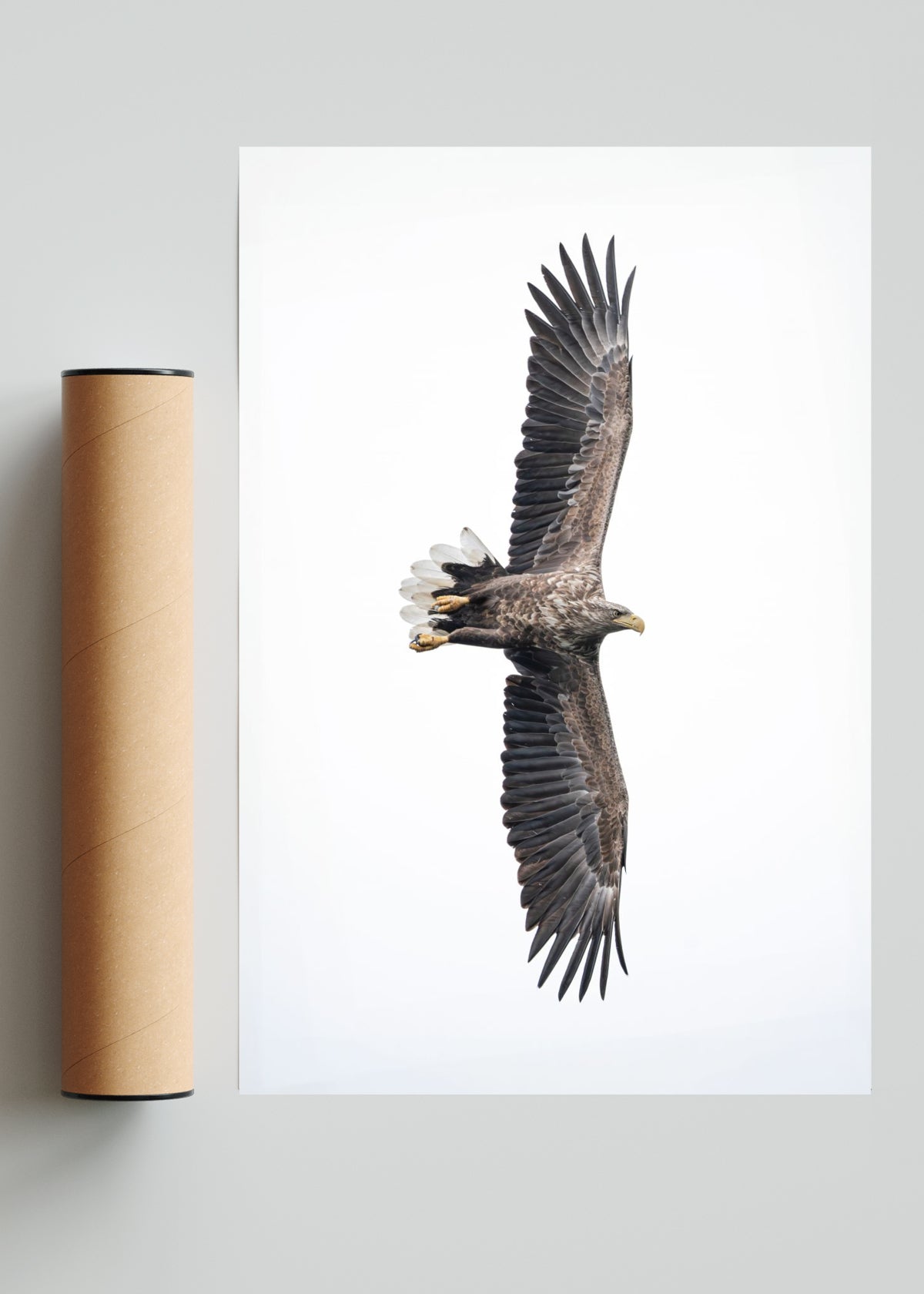 White-Tailed Eagle - FotoV Solo print