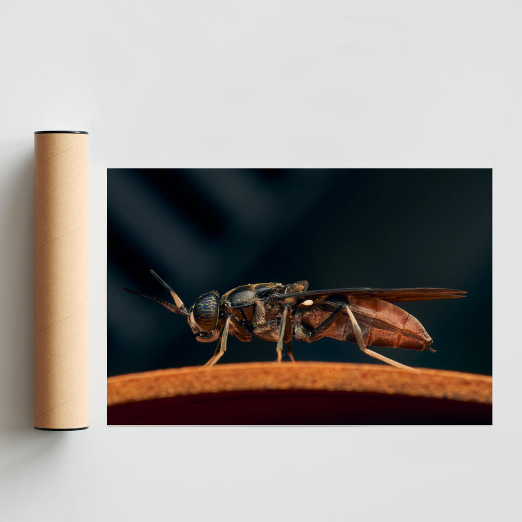 Mosca soldado - FotoH solo print