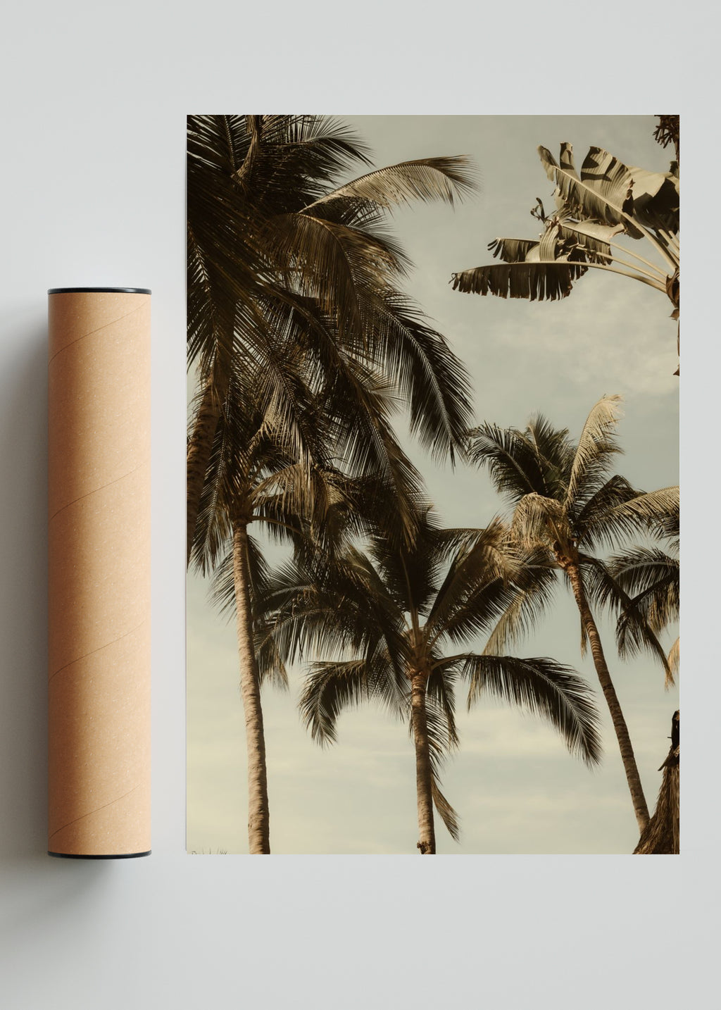 Sayulita Palms. Nayarit, México. - FotoV Solo print