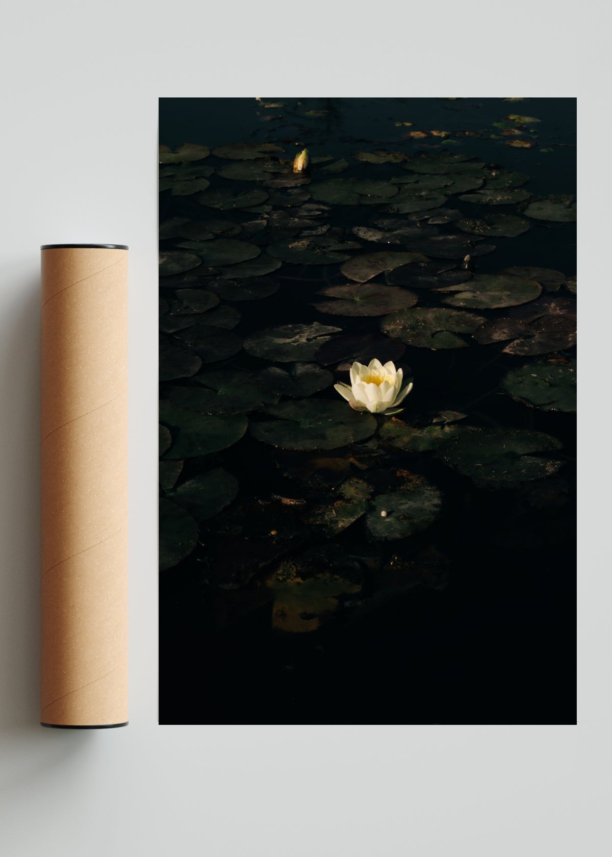The White Lotus. Poderosa metamorfosis. - FotoV Solo print