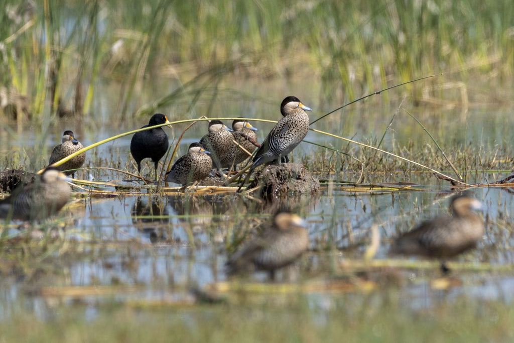 Patos Capuchino
