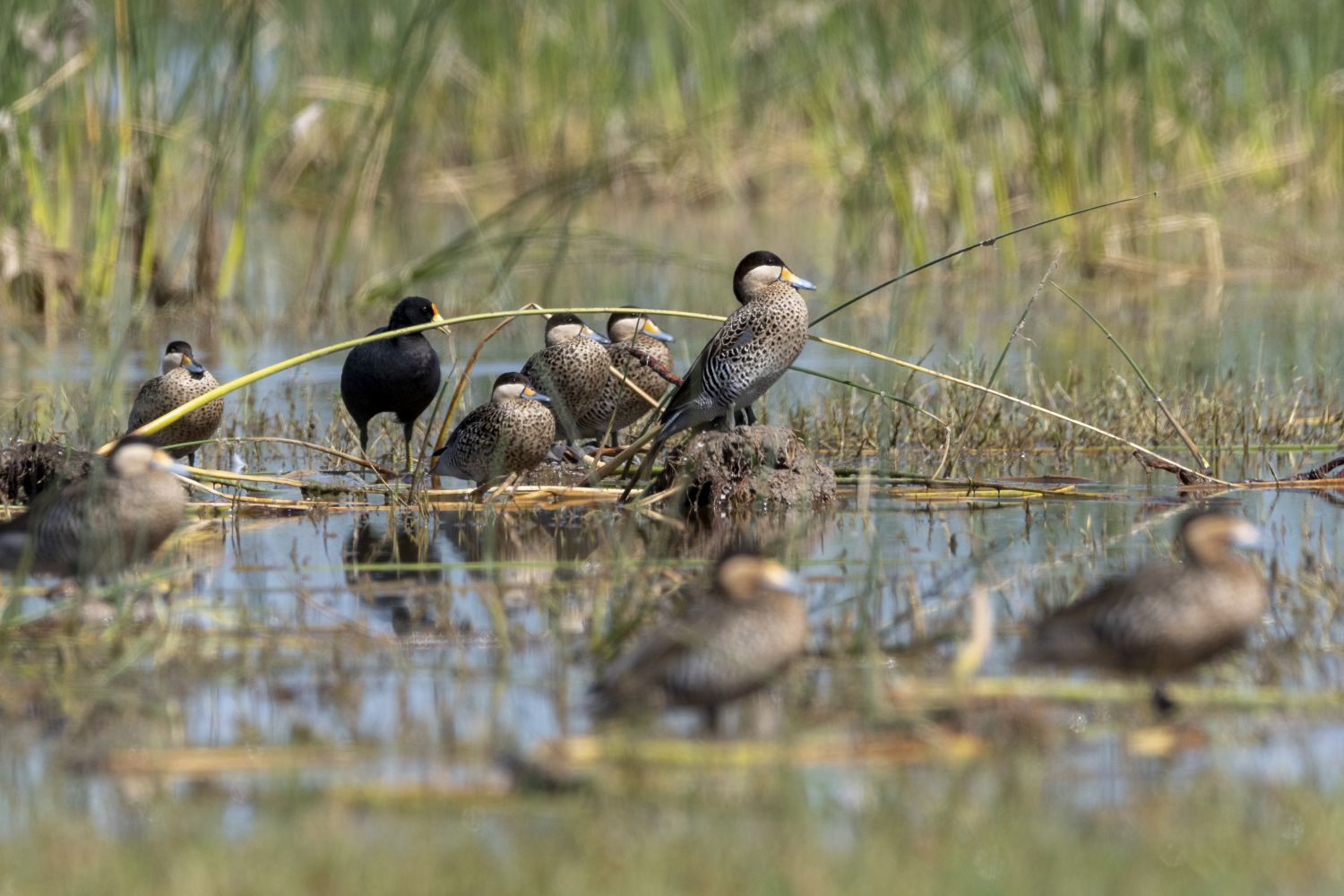 Patos Capuchino