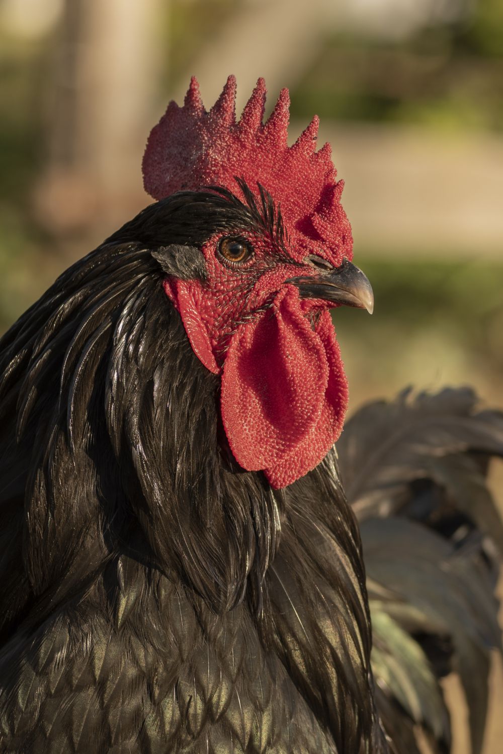 Gallo