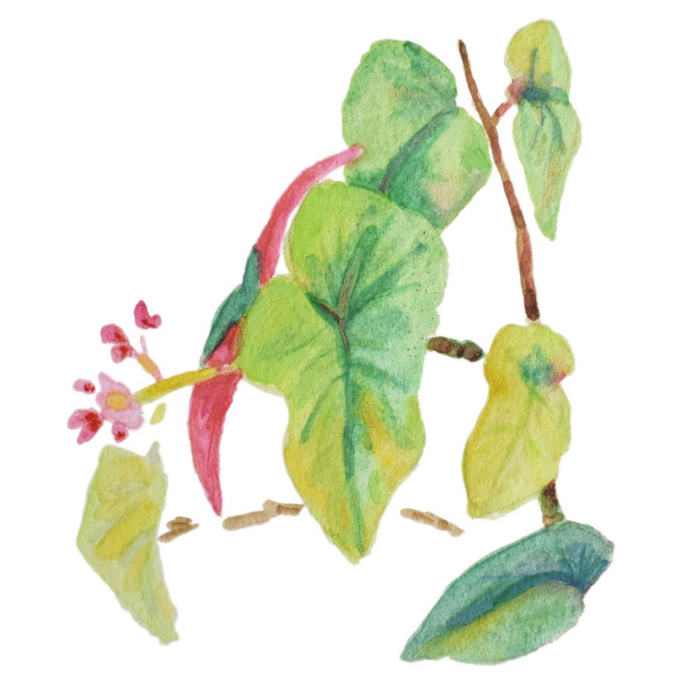Caladium simple