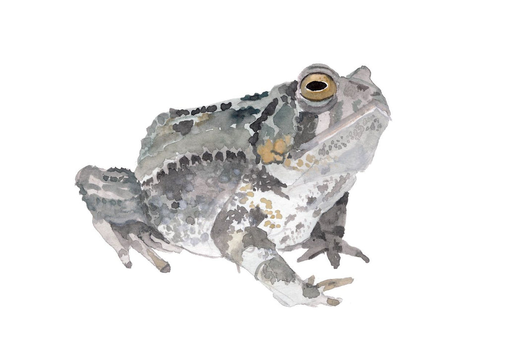 Sapo