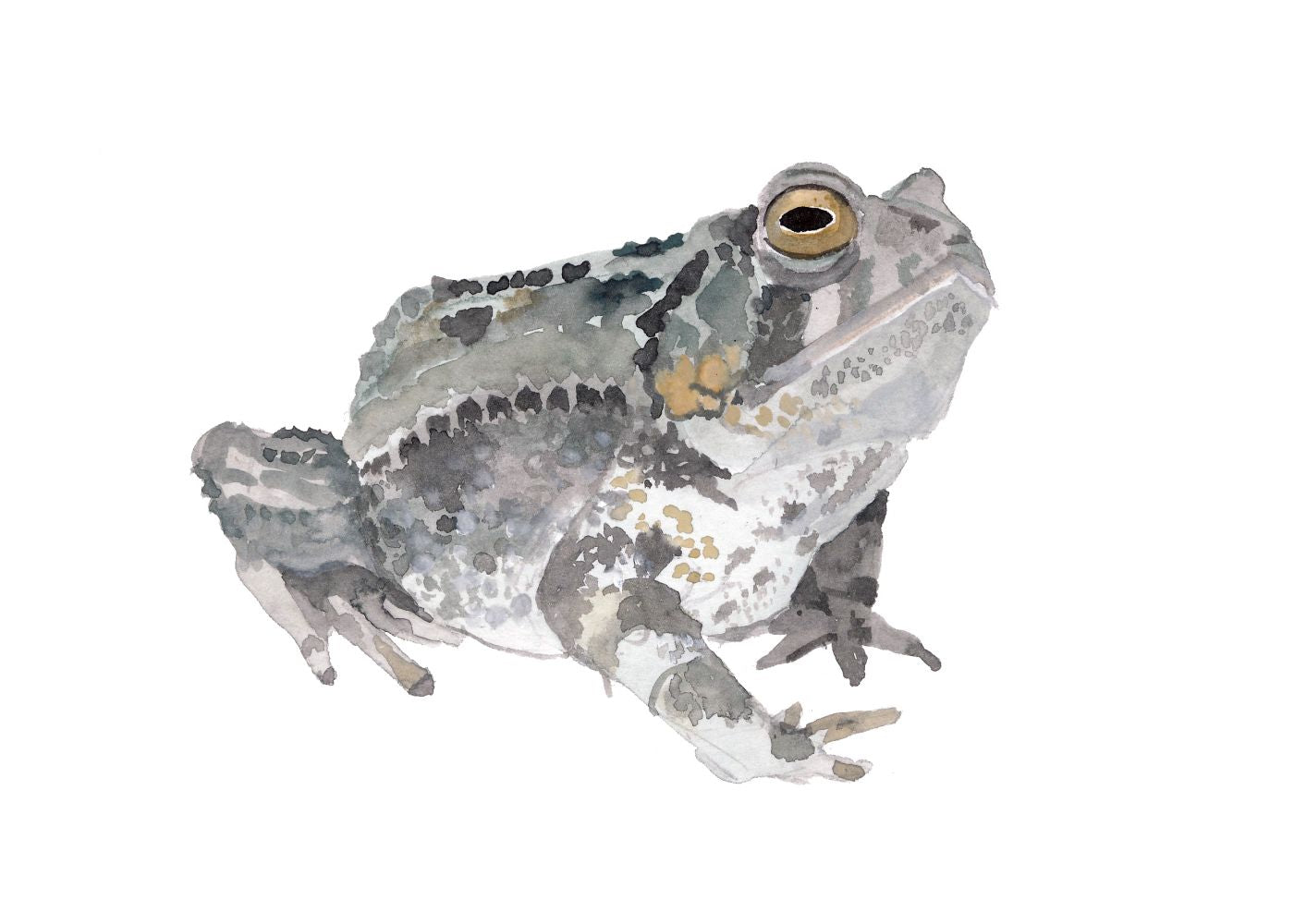 Sapo